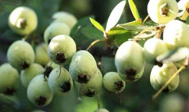 Küçük ama avantajı büyük; yiyen doktor yüzünü göremiyor